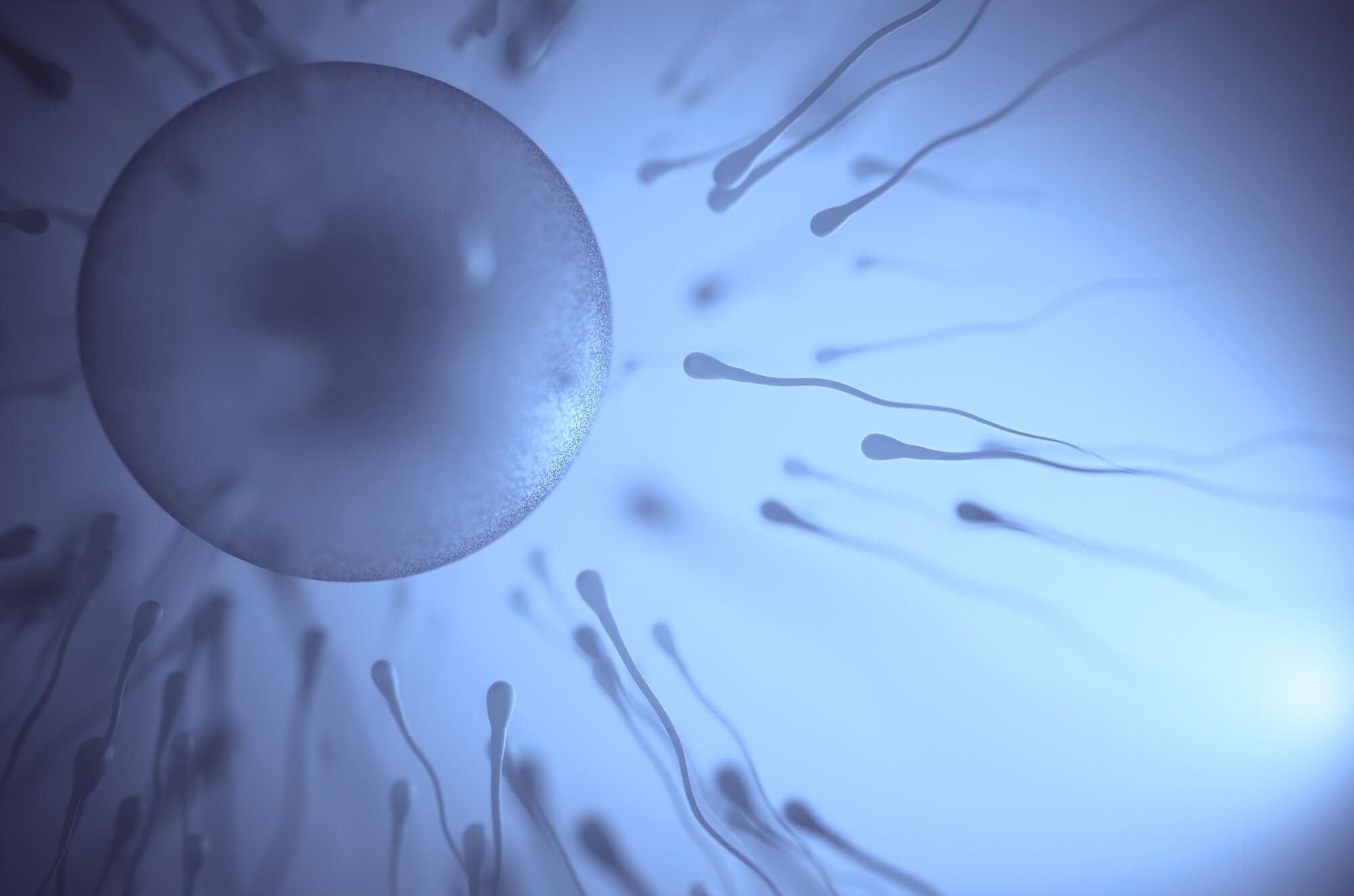 Fertilitet Mann Sperm
