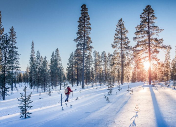 Skigåer i flott vinterlandskap. Lav sol som skinner mellom trærne.