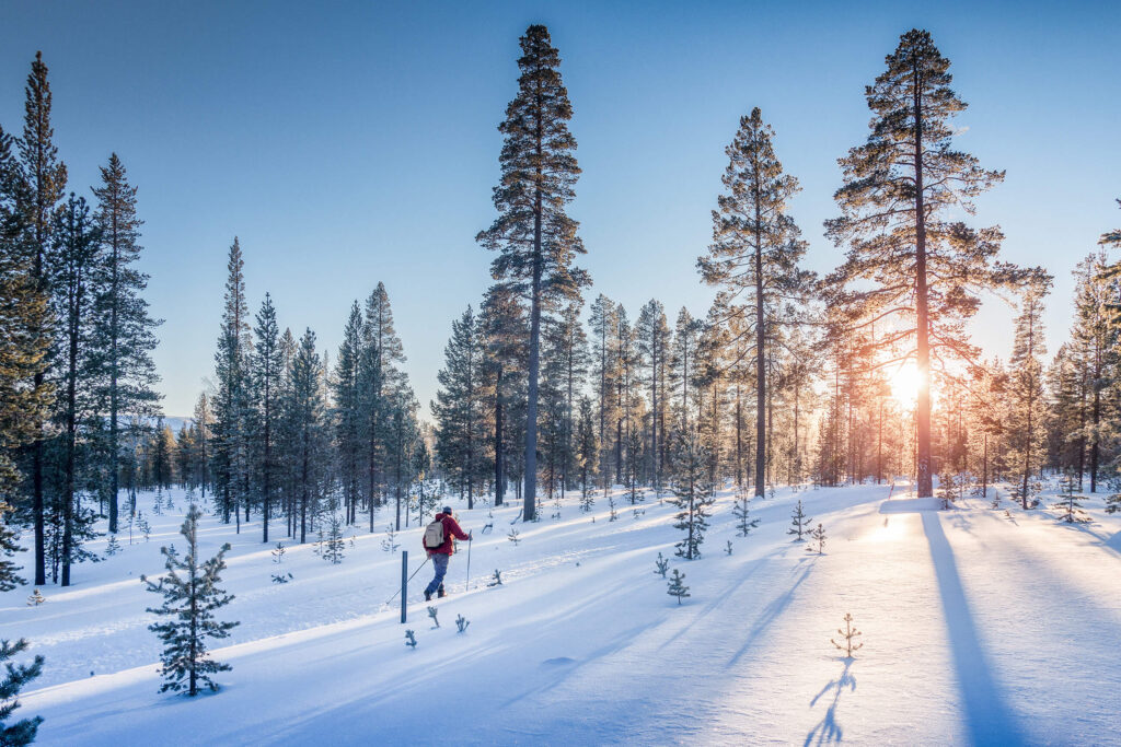 Skigåer i flott vinterlandskap. Lav sol som skinner mellom trærne.